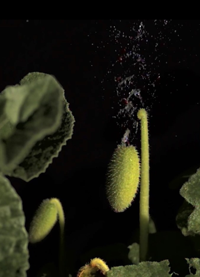 exploding cucumber 1